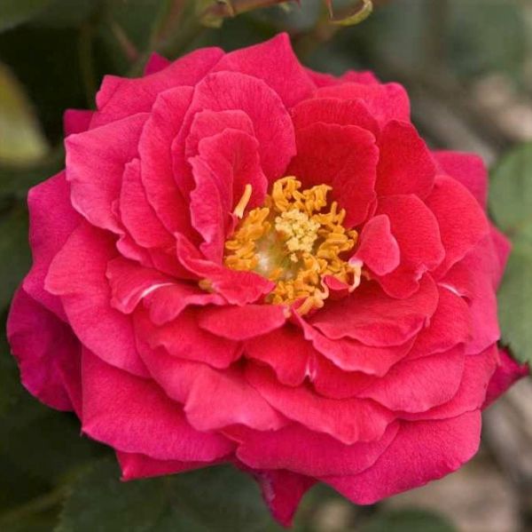 Easy Elegance® My Girl Rose