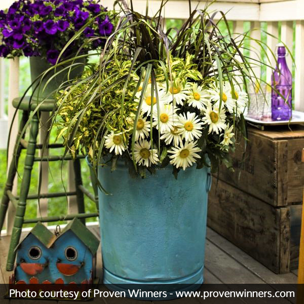 Vanilla Butterfly® Daisy