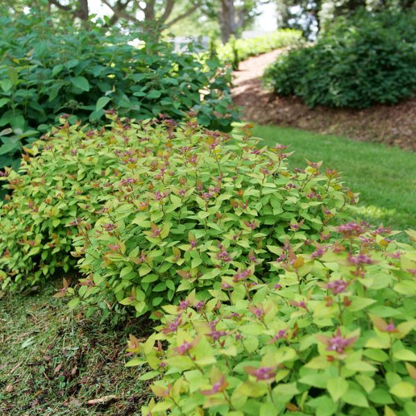 Proven Winners® Double Play Dolly® Spirea
