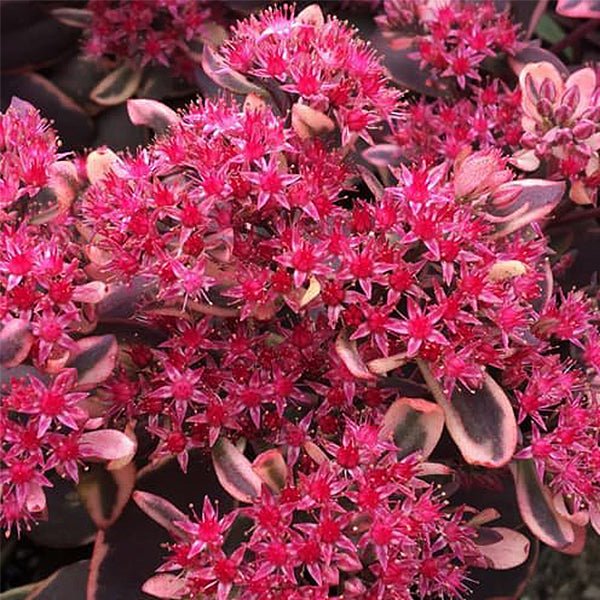 SunSparkler® Dream Dazzler Sedum