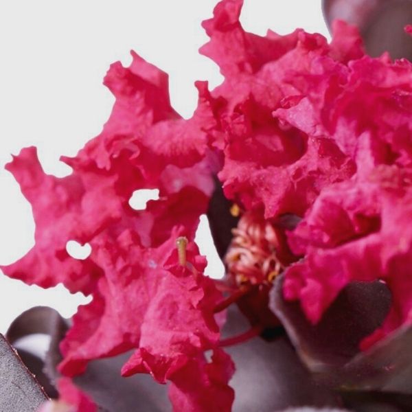 Black Diamond® Mystic Magenta™ Crape Myrtle Shrub