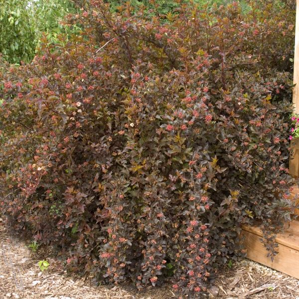 Summer Wine® Ninebark