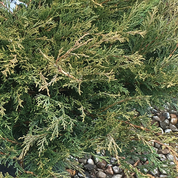 Calgary Carpet® Juniper