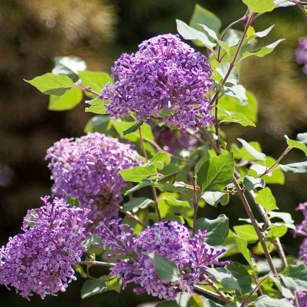Bloomerang® Dark Purple Lilac