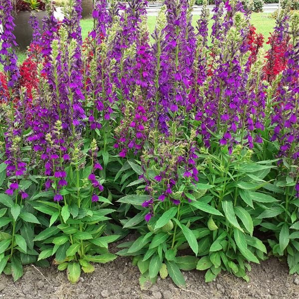 Proven Winners® Starship™ Blue Cardinal Flower