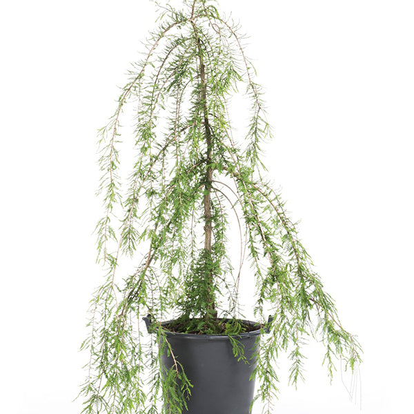 Falling Waters Bald Cypress