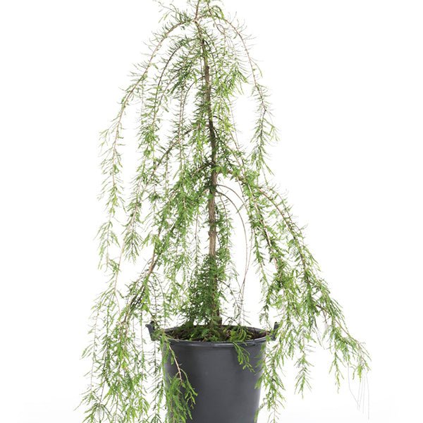 Falling Waters Bald Cypress