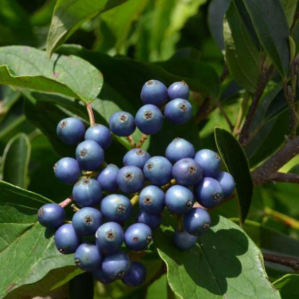 First Editions® Cayenne Dogwood