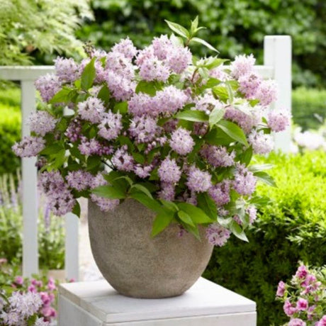 Raspberry Sundae Deutzia
