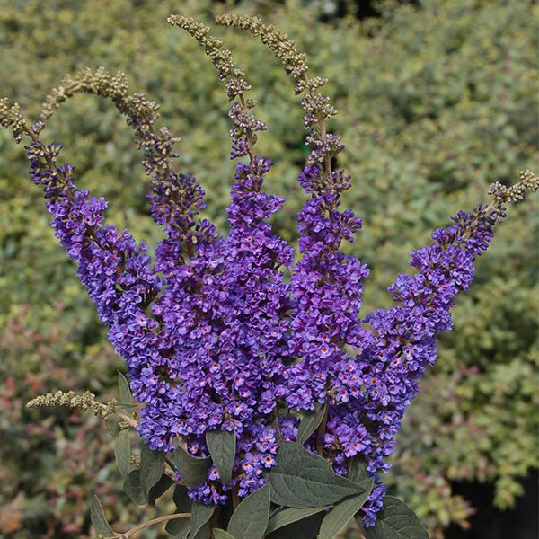 Proven Winners® ColorChoice® Lo & Behold® Blue Chip Jr. Butterfly Bush