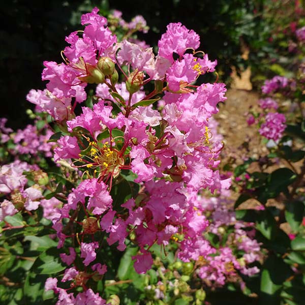 GreatMyrtle™ Cotton Candy Crape Myrtle Shrub