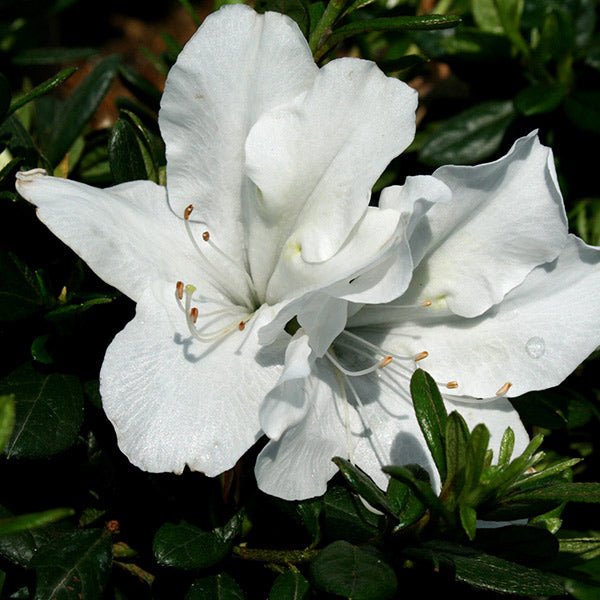 Bloom-A-Thon® White Reblooming Azalea