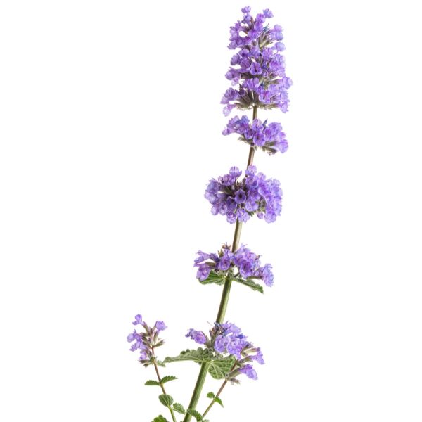 Proven Winners® ColorChoice® Cat's Pajamas Catmint