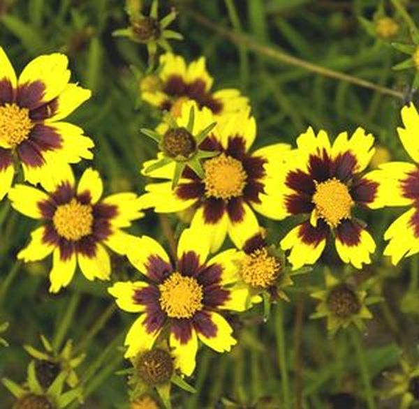 Big Bang™ Cosmic Eye Coreopsis