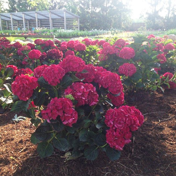 Magical® Ruby Red Hydrangea