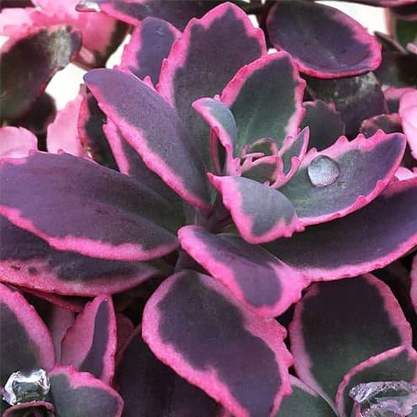 SunSparkler® Dream Dazzler Sedum