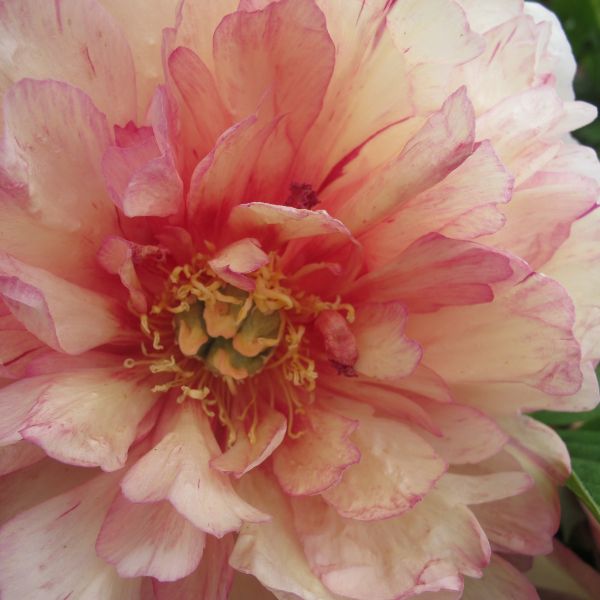 Garden Candy™ Simply Scrumptious™ Itoh Peony