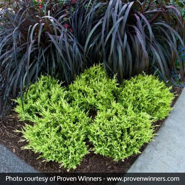 Good Vibrations® Juniper