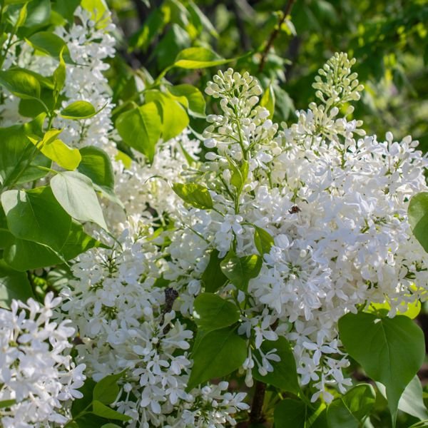 Bloomables® New Age™ White Lilac
