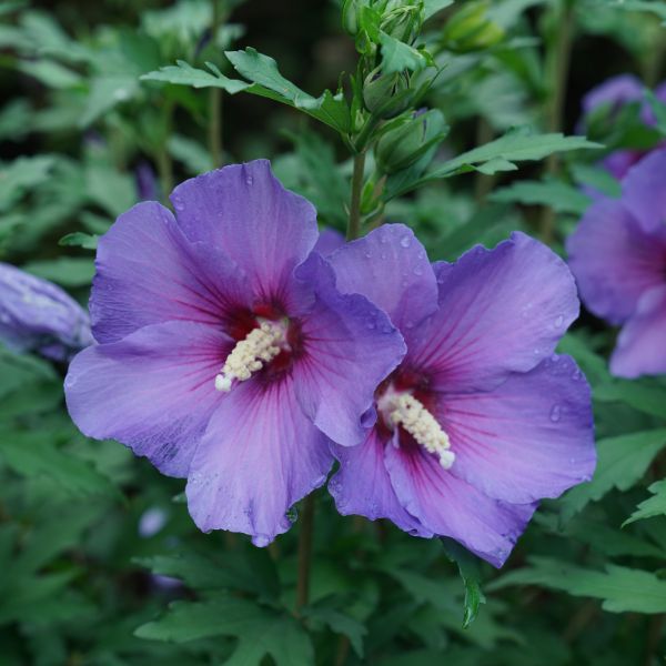 Paraplu Violet® Rose of Sharon