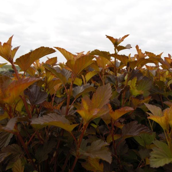 Coppertina® Ninebark