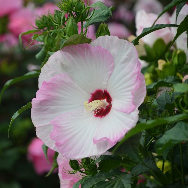 Proven Winners® Summerific® Ballet Slippers Rose of Sharon