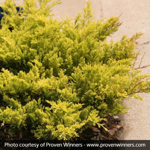 Good Vibrations® Juniper