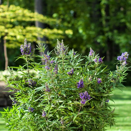 First Editions® Blue Puffball™ Chastetree