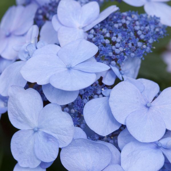 Endless Summer® Twist-n-Shout® Bigleaf Hydrangea
