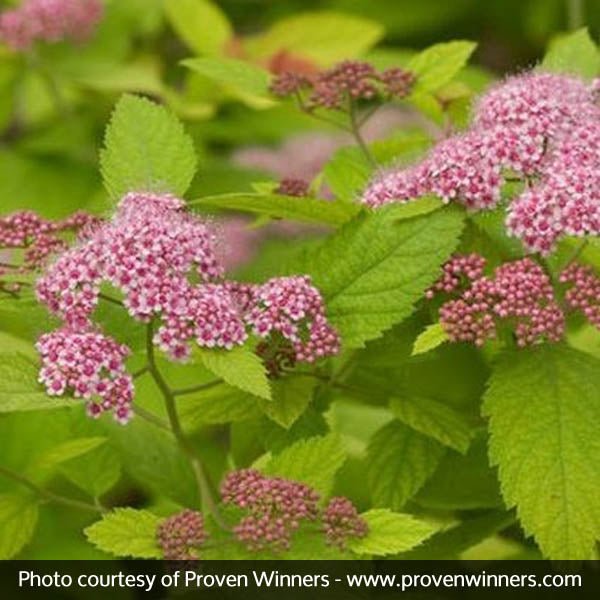 Proven Winner® Color Choice® Double Play Big Bang®Spiraea
