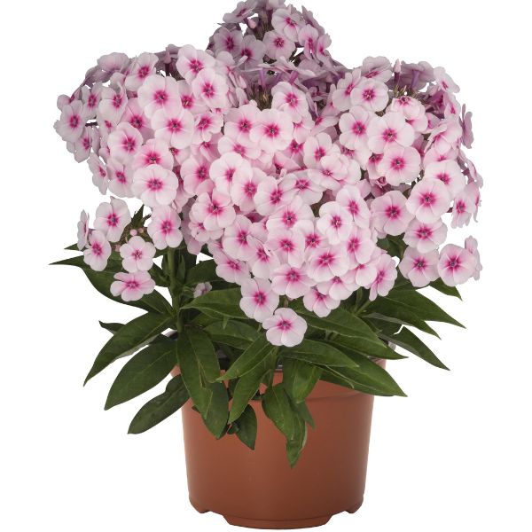 Flame® Pro Baby Doll Garden Phlox