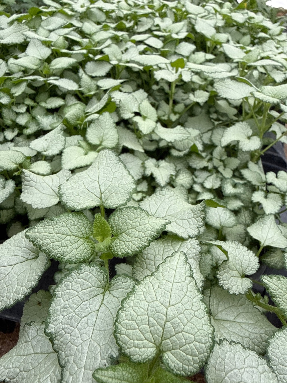 Purple Dragon Dead Nettle displays distinctive silver-white foliage with prominent green veining in a dense perennial groundcover planting.