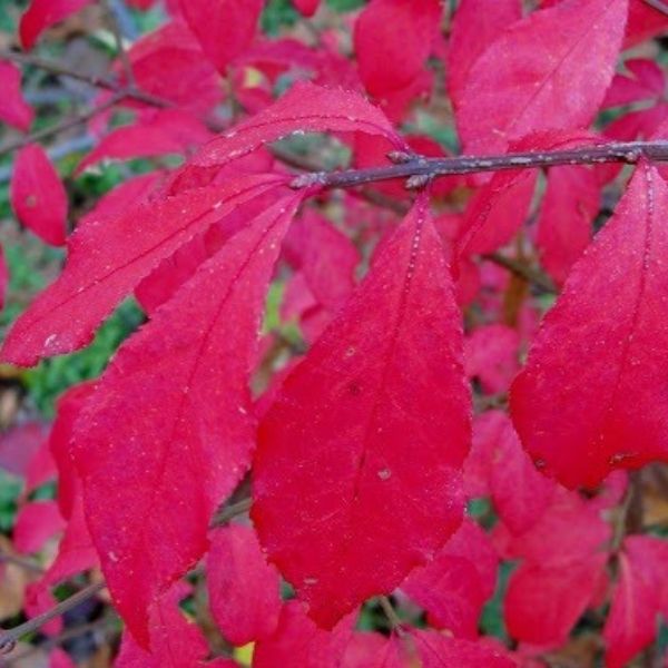 Chicago Fire® Burning Bush