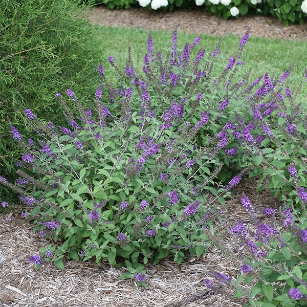 Proven Winners® ColorChoice® Lo & Behold® Blue Chip Jr. Butterfly Bush