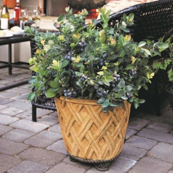 Bushel and Berry® Peach Sorbet® Blueberry Bush