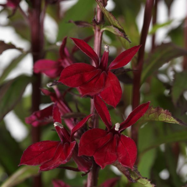 Proven Winners® Starship™ Burgundy Cardinal Flower