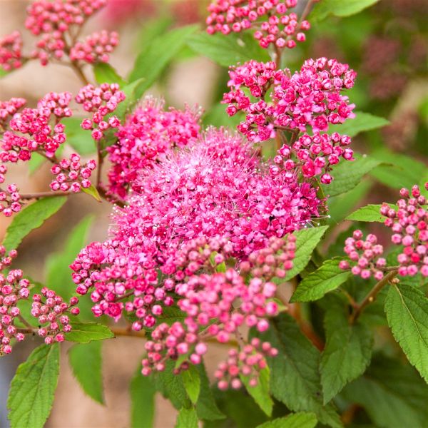 Superstar™ Spirea
