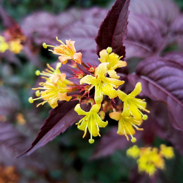 Firefly™ Nightglow™ Bush Honeysuckle