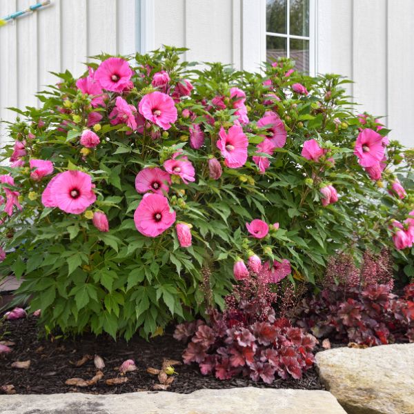 Proven Winners® Summerific® Candy Crush Rose of Sharon