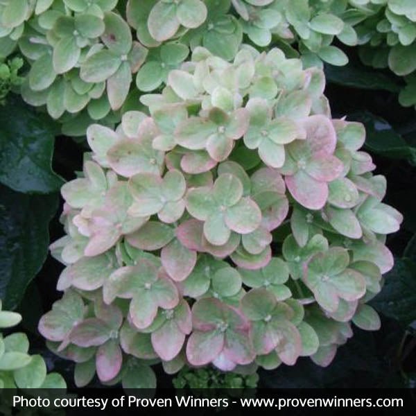 Little Lime® Panicle Hydrangea