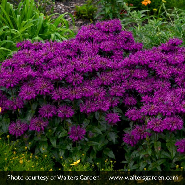 Sugar Buzz® Grape Gumball Bee Balm
