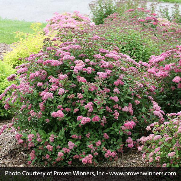 Double Play® Pink Spirea