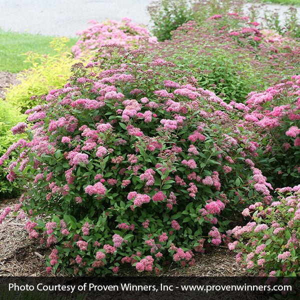 Double Play® Pink Spirea