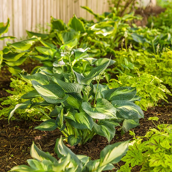 Shadowland® Hudson Bay Hosta