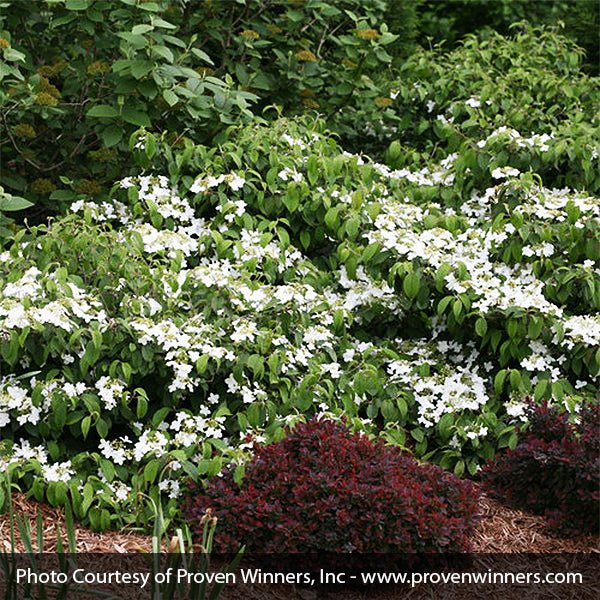 Wabi-Sabi® Viburnum