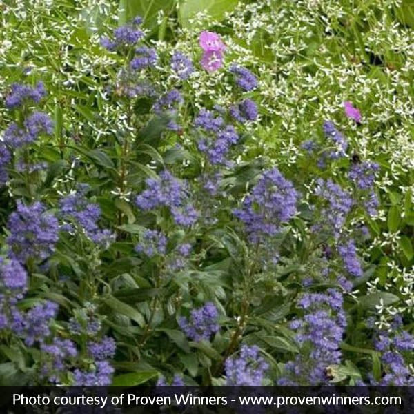 Petit Bleu™ Bluebeard