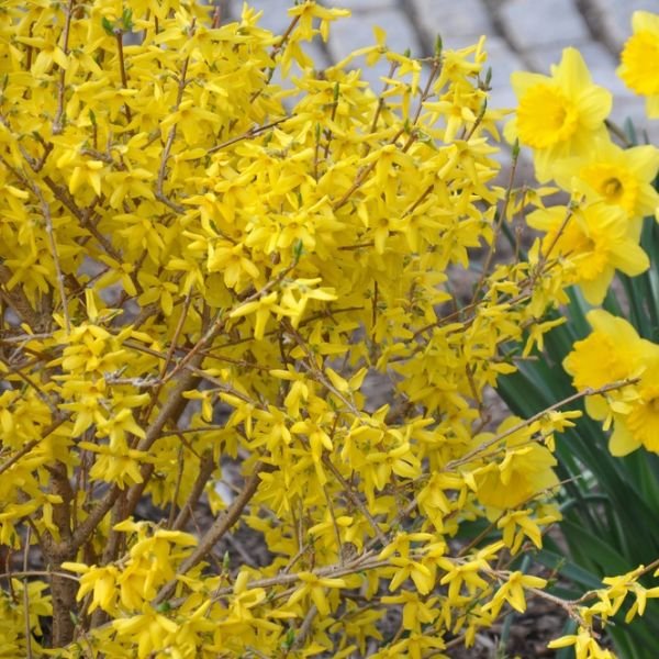 Magical® Gold Forsythia