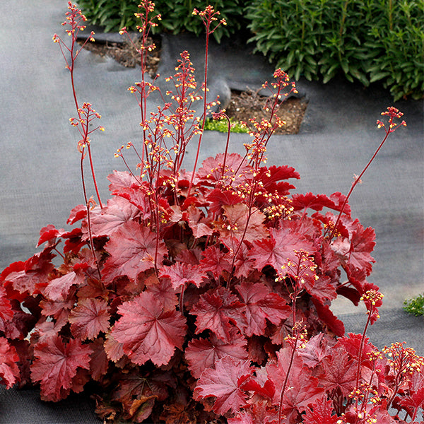 Northern Exposure™ Red Coral Bells