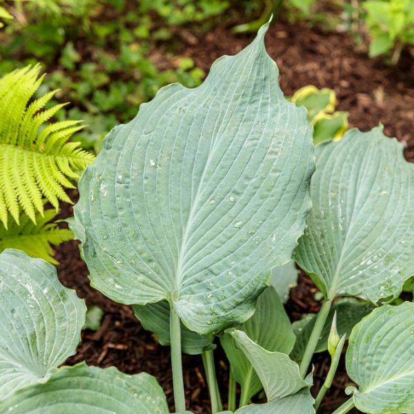 Shadowland™ Diamond Lake Hosta