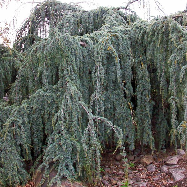 Weeping Blue Atlas Cedar Tree